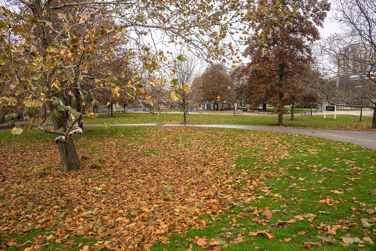 Leaves falling in a park in London, Ontario